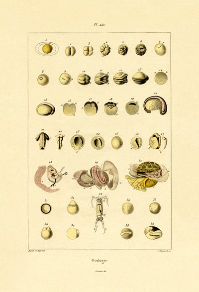 Ovology by French School